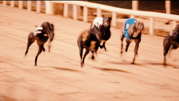 Enjoy a summer night out at your local Greyhound Stadium Gif sshows a selection of images of a night out at Greyhound Racing incuding racing, food and drink and people cheering.
