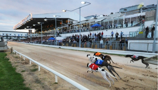 Go Greyhound Racing at Dublin's Shelbourne Park Greyhound Stadium 