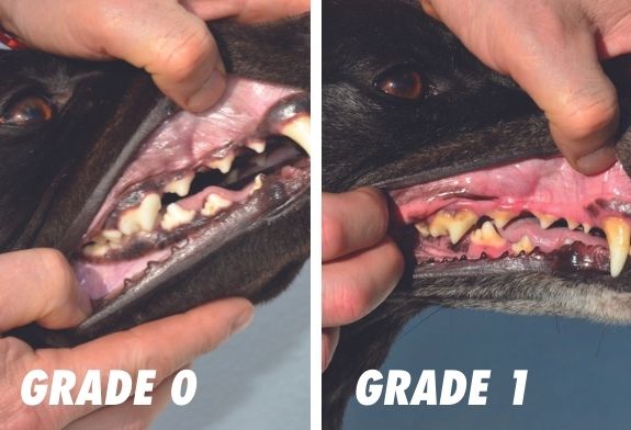 Pictures of a greyhound's teeth in grade 0 and grade 1