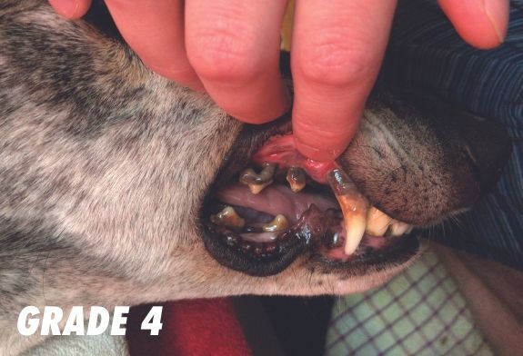 Pictures of a greyhound's teeth in grade 4