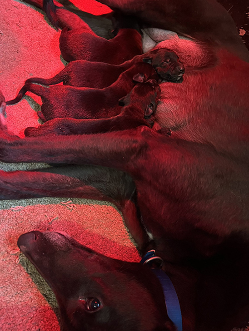 Droopys Nice One with her litter of four in the Village Kennels